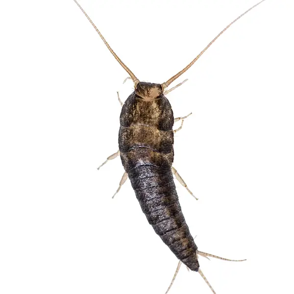 Silverfish on a white background - Keep pests away form your home with Allgood Pest Solutions in Knoxville, TN