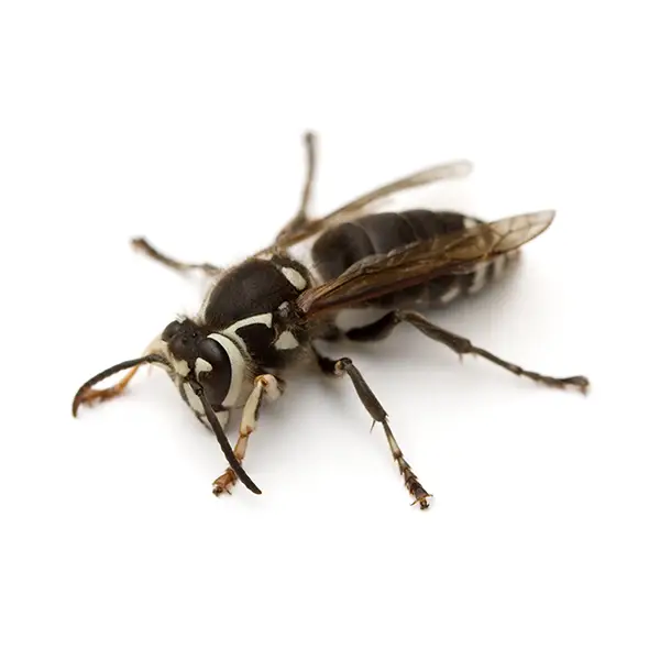 Baldfaced Hornet on a white background - Keep pests away from your home with Allgood Pest Solutions in Knoxville, TN