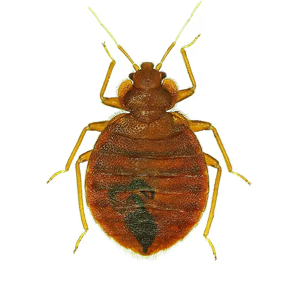 Bed Bug on a white background - Keep pests away from your home with Allgood Pest Solutions in Knoxville, TN