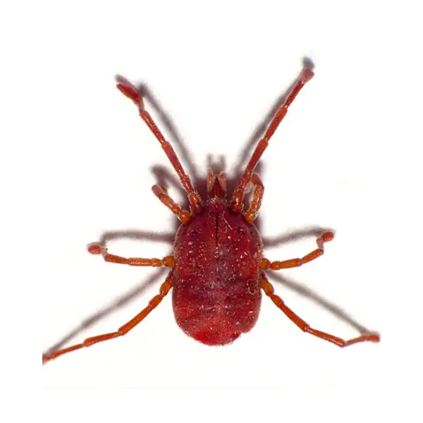 Bird mite on a white background - Keep pests away from your home with Allgood Pest Solutions in Knoxville, TN