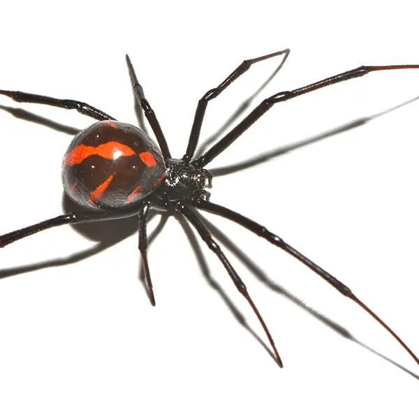 Black widow on a white background - Keep pests away from your home with Allgood Pest Solutions in Knoxville, TN