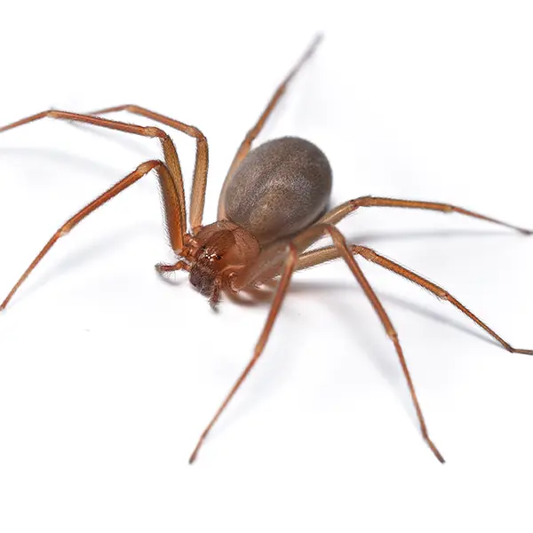 Brown Recluse on a white background - Keep pests away from your home with Allgood Pest Solutions in Knoxville, TN