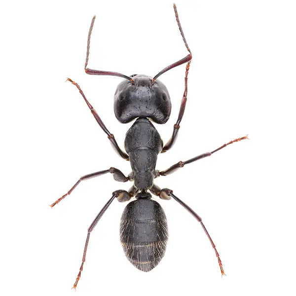 Carpenter ant on a white background - Keep pests away from your home with Allgood Pest Solutions in Knoxville, TN