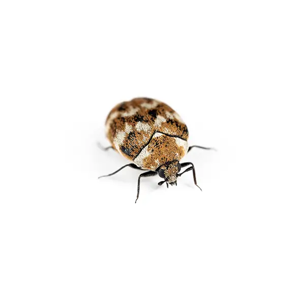 Carpet Beetle on a white background - Keep pests away from your home with Allgood Pest Solutions in Knoxville, TN