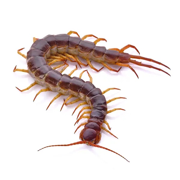 Centipede on a white background - Keep pests away from your home with Allgood Pest Solutions in Knoxville, TN