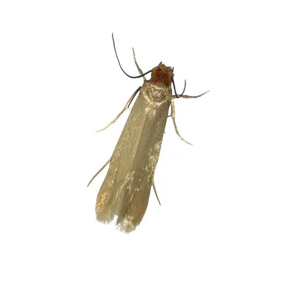 Clothes moth on a white background - Keep pests away from your home with Allgood Pest Solutions in Knoxville, TN