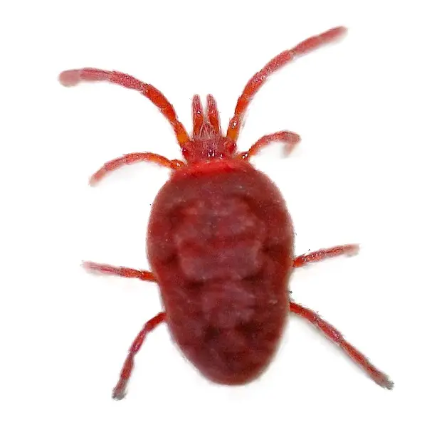 Clover mite on a white background - Keep pests away from your home with Allgood Pest Solutions in Knoxville, TN