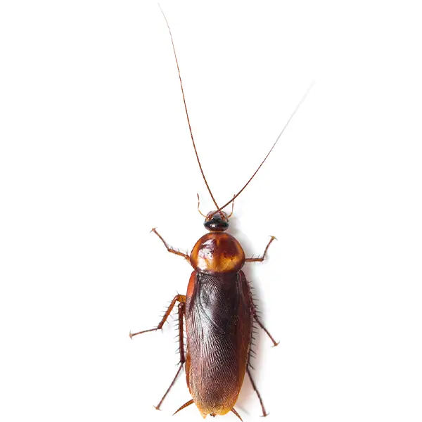 Cockroach on a white background - Keep pests away from your home with Allgood Pest Solutions in Knoxville, TN