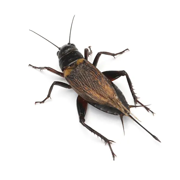 Cricket on a white background - Keep pests away from your home with Allgood Pest Solutions in Knoxville, TN
