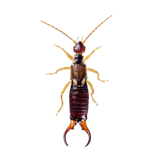 Earwig on a white background - Keep pests away from your home with Allgood Pest Solutions in Knoxville, TN