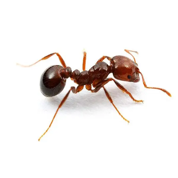 Fire ant on a white background - Keep pests away from your home with Allgood Pest Solutions in Knoxville, TN