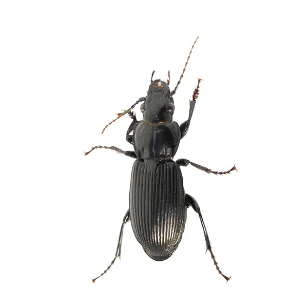 Ground Beetle on a white background - Keep pests away from your home with Allgood Pest Solutions in Knoxville, TN