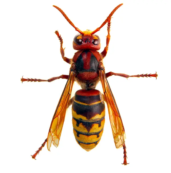 Hornet on a white background - Keep pests away from your home with Allgood Pest Solutions in Knoxville, TN