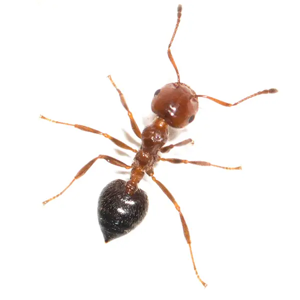 House ant on a white background - Keep pests away from your home with Allgood Pest Solutions in Knoxville, TN