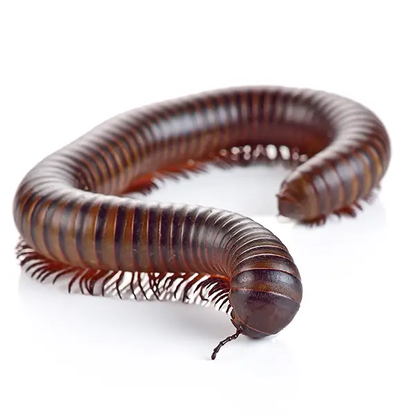 Millipede on a white background - Keep pests away from your home with Allgood Pest Solutions in Knoxville, TN