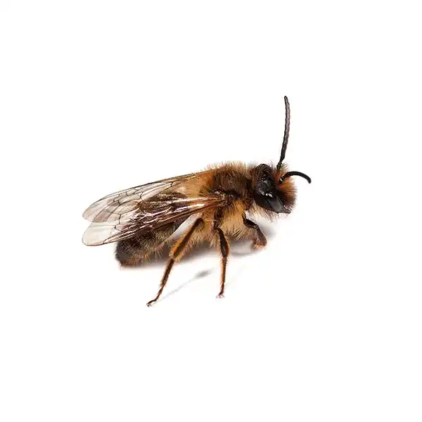 Mining bee on a white background - Keep pests away from your home with Allgood Pest Solutions in Knoxville, TN