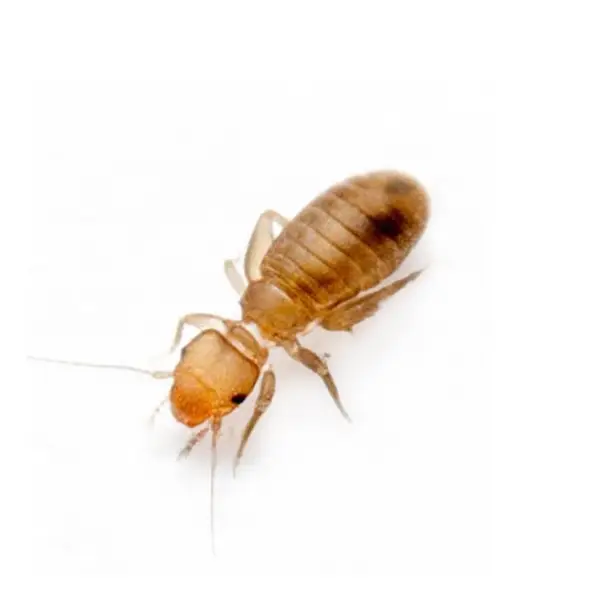 Psocid on a white background - Keep pests away from your home with Allgood Pest Solutions in Knoxville, TN