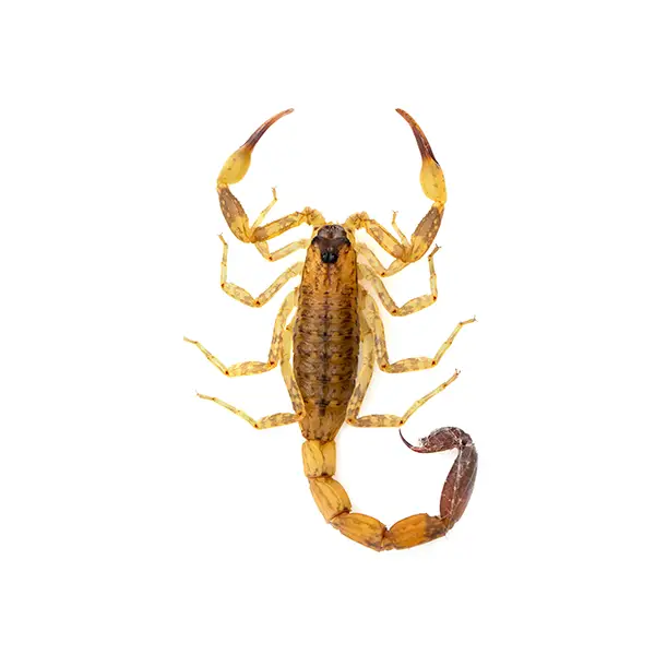 Scorpion on a white background - Keep pests away from your home with Allgood Pest Solutions in Knoxville, TN