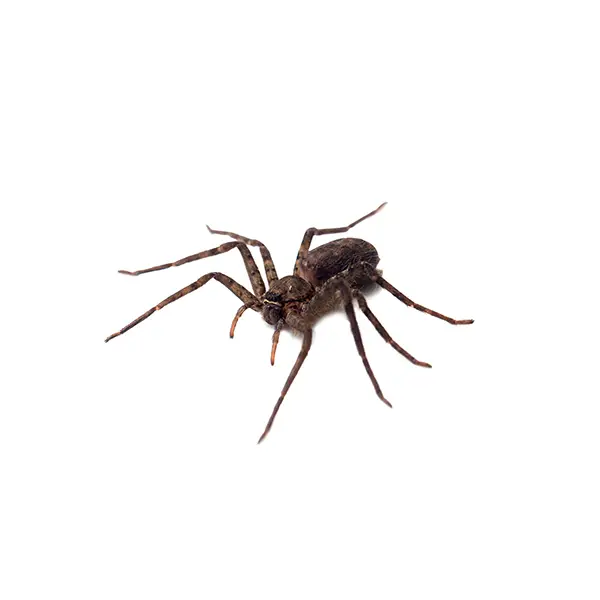 Spider on a white background - Keep pests away from your home with Allgood Pest Solutions in Knoxville, TN