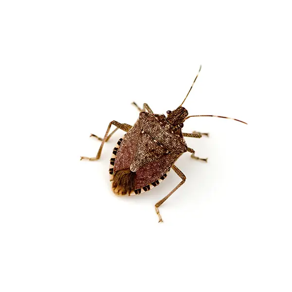 Stinkbug on a white background - Keep pests away from your home with Allgood Pest Solutions in Knoxville, TN