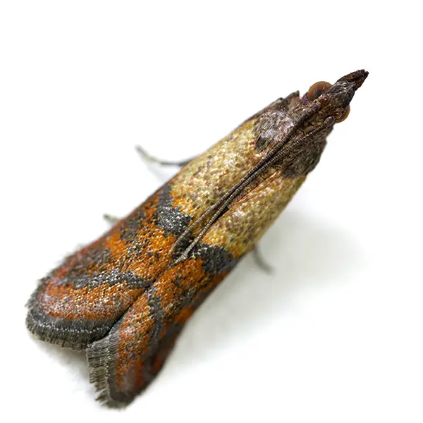 Stored product moth on a white background - Keep pests away from your home with Allgood Pest Solutions in Knoxville, TN