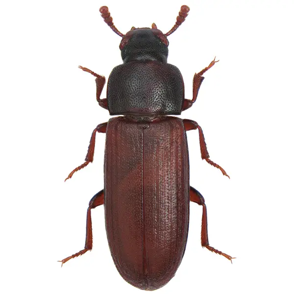 Stored product beetle on a white background - Keep pests away from your home with Allgood Pest Solutions in Knoxville, TN