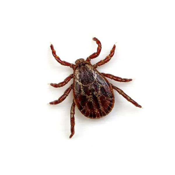 Tick on a white background - Keep pests away from your home with Allgood Pest Solutions in Knoxville, TN