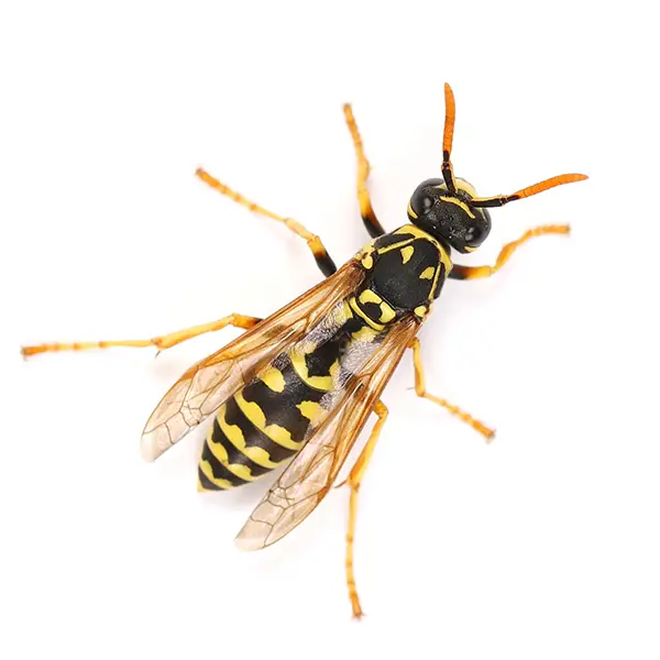 Wasp on a white background - Keep pests away from your home with Allgood Pest Solutions in Knoxville, TN