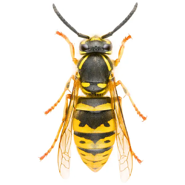 Yellowjacket on a white background - Keep pests away from your home with Allgood Pest Solutions in Knoxville, TN