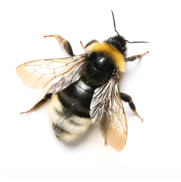 Bumblebee on a white background - Keep pests away from your home with Allgood Pest Solutions in Knoxville, TN