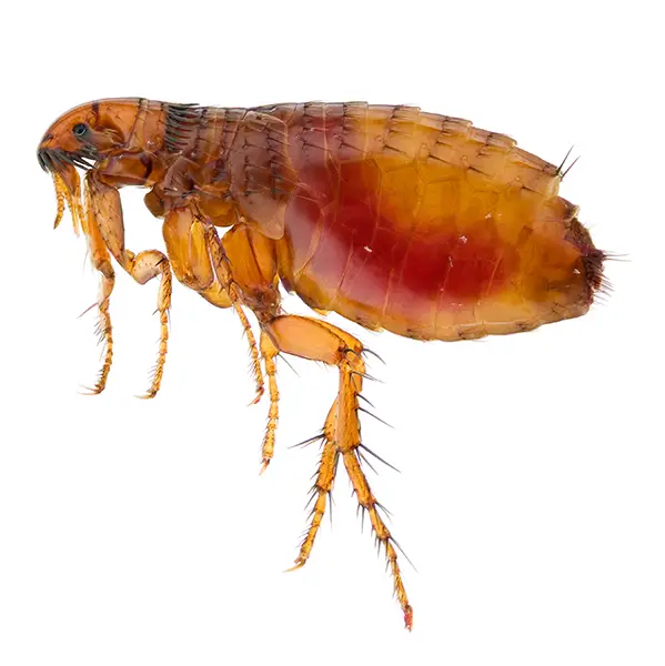 Flea on a white background - Keep pests away from your home with Allgood Pest Solutions in Knoxville, TN
