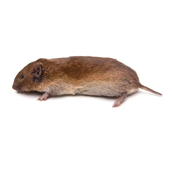 Vole on a white background - Keep pests away from your home with Allgood Pest Solutions in Knoxville, TN