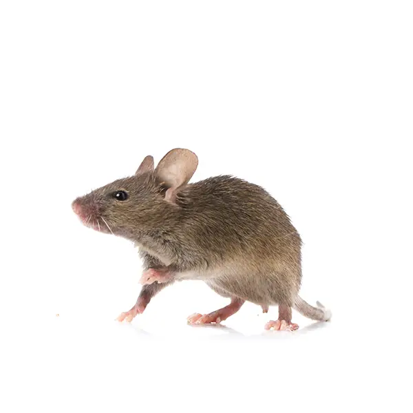 Gray rat on a white background - Keep pests away from your home with Allgood Pest Solutions in Knoxville, TN