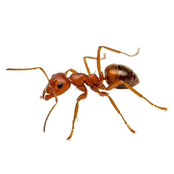 Fire ant on a white background - Keep pests away from your home with Allgood Pest Solutions in Knoxville, TN